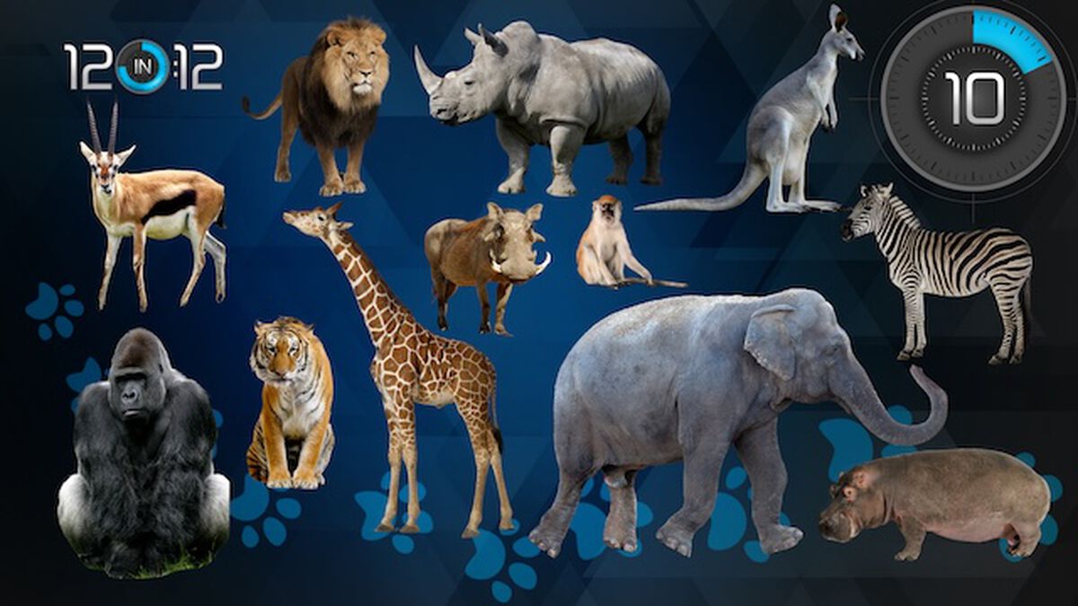 12 in 12: Animal Edition image number null